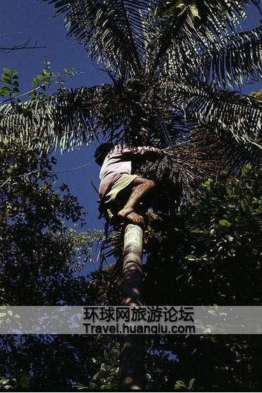 巴西丛林在线观看,在线观看之旅  第2张 巴西丛林在线观看,在线观看之旅  第2张